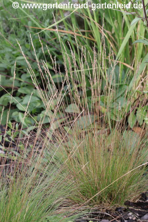 Festuca filiformis 'Walberla' – Haar-Schwingel