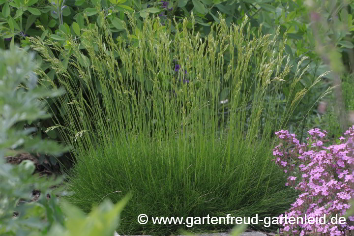 Festuca gautieri 'Pic Carlit' – Bärenfell-Schwingel