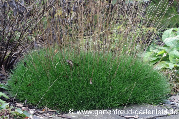 Beetrand: Festuca gautieri 'Pic Carlit' zwei Jahre nach dem Pflanzen (mit Verblühtem) Beetrand: Festuca gautieri 'Pic Carlit' zwei Jahre nach dem Pflanzen (mit Verblühtem)