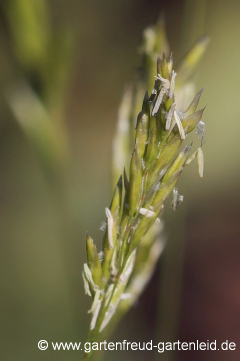 Festuca gautieri 'Pic Carlit' – Bärenfell-Schwingel, Blüten