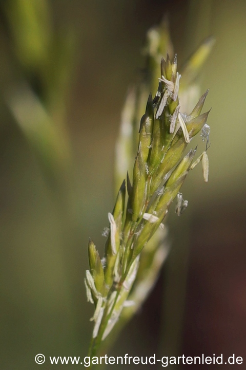 Festuca gautieri 'Pic Carlit' – Bärenfell-Schwingel, Blüten