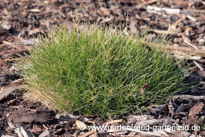 Festuca gautieri 'Pic Carlit' – Bärenfell-Schwingel im Frühjahr