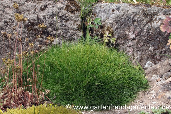 Steingarten-Fuß: Festuca gautieri 'Pic Carlit' drei Jahre nach dem Pflanzen Steingarten-Fuß: Festuca gautieri 'Pic Carlit' drei Jahre nach dem Pflanzen
