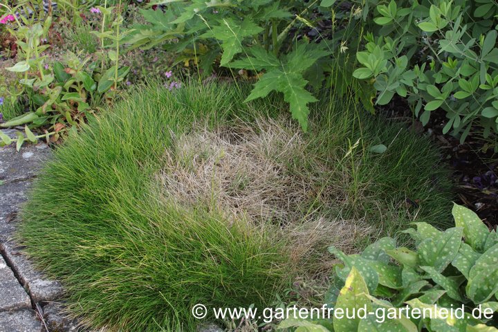 Beetrand: Festuca gautieri 'Pic Carlit' drei Jahre nach dem Pflanzen Beetrand: Festuca gautieri 'Pic Carlit' drei Jahre nach dem Pflanzen
