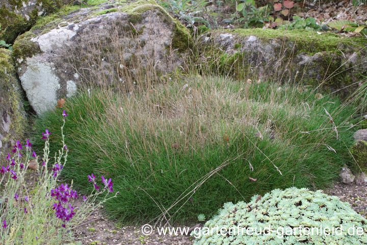 Steingarten-Fuß: Festuca gautieri 'Pic Carlit' fünf Jahre nach dem Pflanzen Steingarten-Fuß: Festuca gautieri 'Pic Carlit' fünf Jahre nach dem Pflanzen