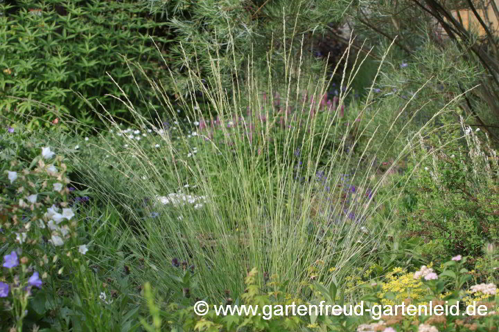 Festuca mairei – Atlas-Schwingel