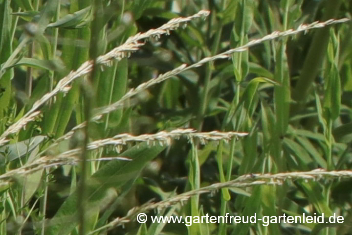 Festuca mairei – Atlas-Schwingel