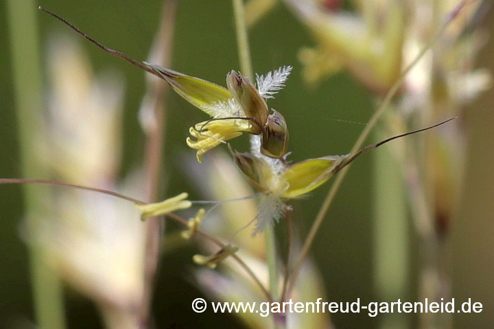 Helictotrichon sempervirens – Blaustrahlhafer, Blüten