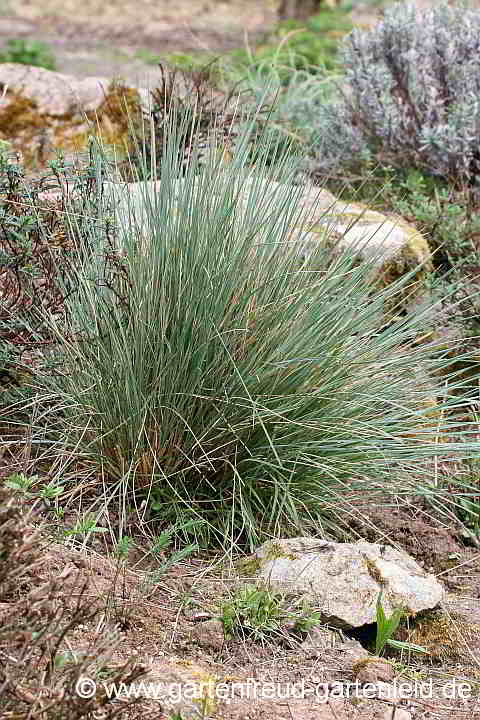 Helictotrichon sempervirens – Blaustrahlhafer, Blaustrahl-Wiesenhafer