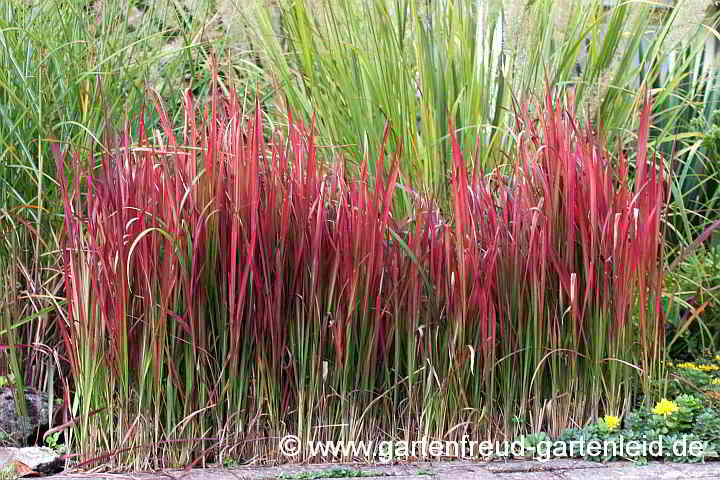 Imperata cylindrica 'Red-Baron' – (Japanisches) Blutgras