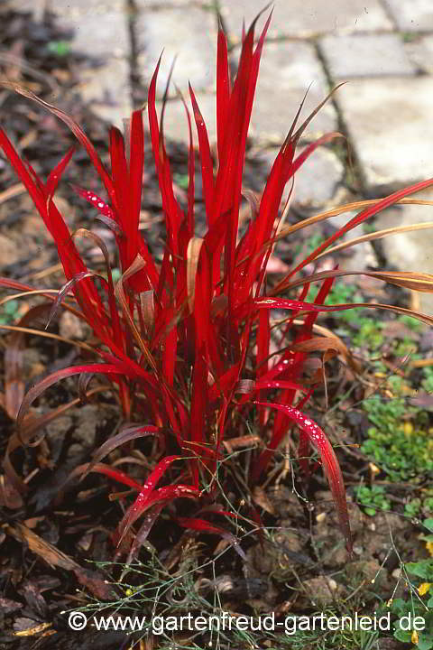 Imperata cylindrica 'Red-Baron' – (Japanisches) Blutgras