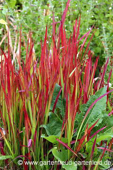 Imperata cylindrica 'Red Baron' – (Japanisches) Blutgras