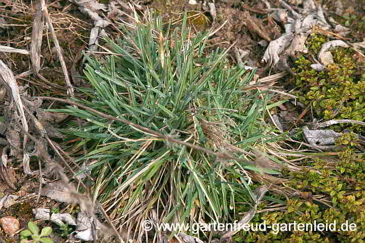 Koeleria glauca im Frühling