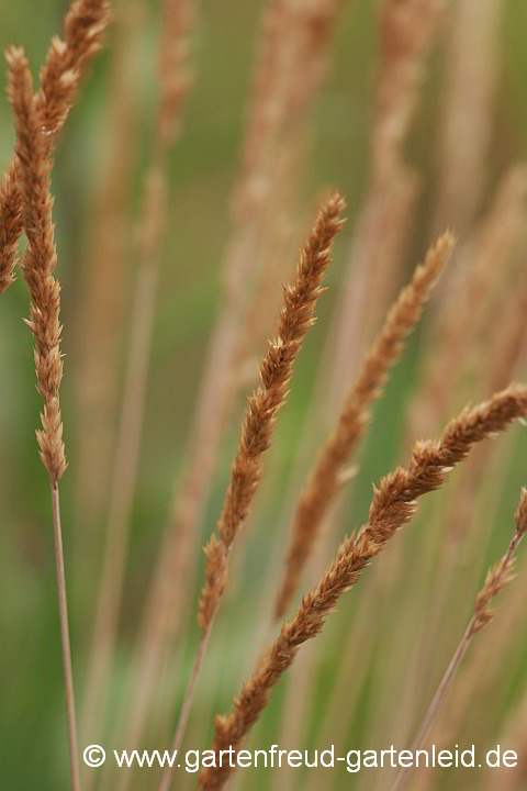 Koeleria glauca – Blaugrünes Schillergras, Samenstände