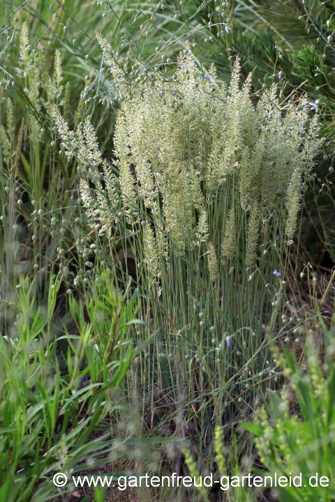 Koeleria glauca – Blaugrünes Schillergras