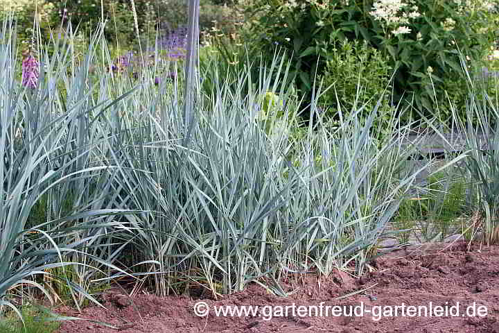 Leymus arenarius – Dünengras, Gewöhnlicher Strandroggen