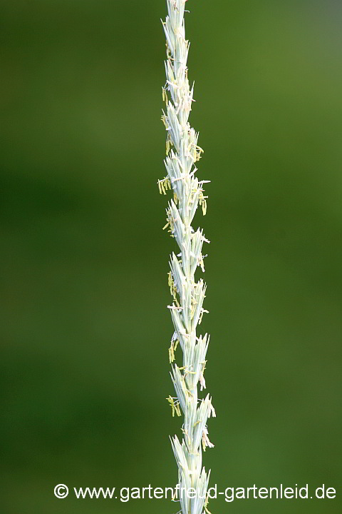 Leymus arenarius (Dünengras, Gewöhnlicher Strandroggen) – Blütenstand