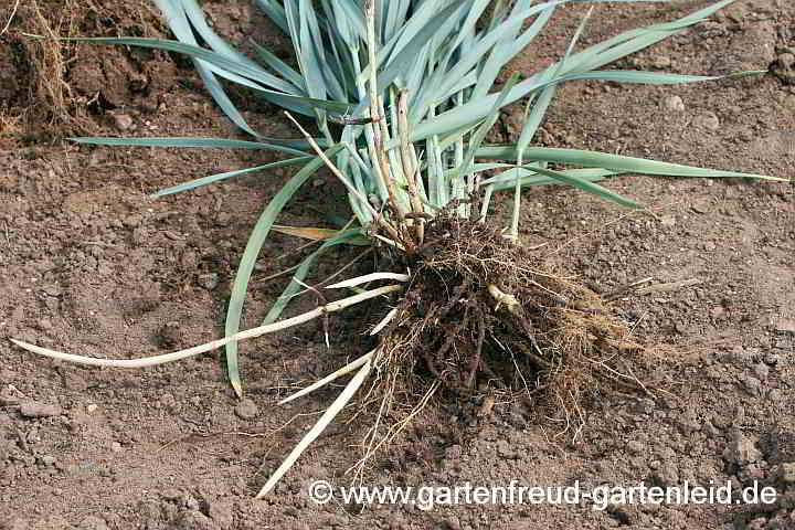 Leymus arenarius (Dünengras, Gewöhnlicher Strandroggen) – Rhizome