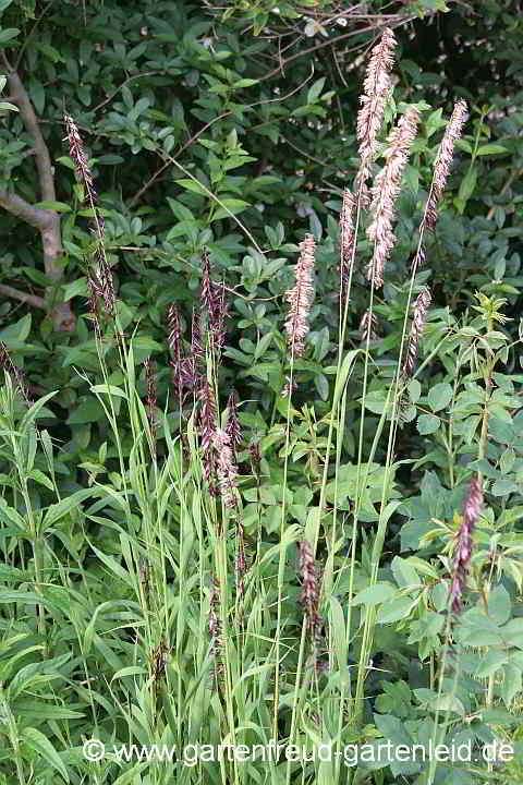 Melica altissima 'Atropurpurea' – Hohes Perlgras