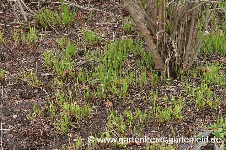 Melica altissima 'Atropurpurea' – Hohes Perlgras