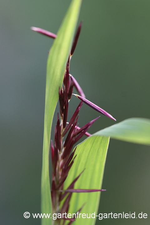 Melica altissima 'Atropurpurea' – Hohes Perlgras