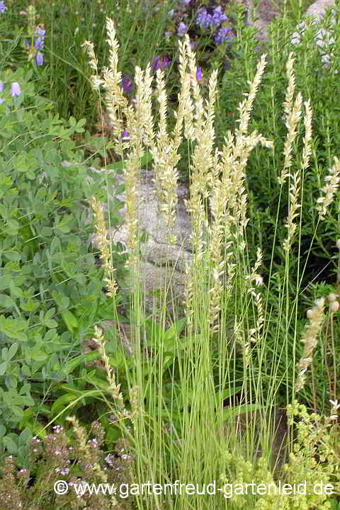 Melica ciliata – Wimper-Perlgras