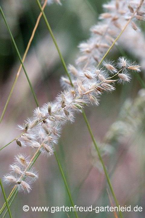 Melica ciliata – Wimper-Perlgras