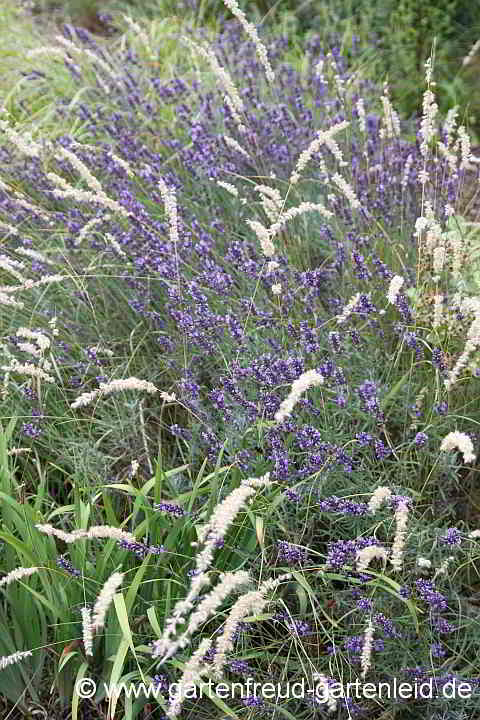 Melica ciliata mit Lavandula angustifolia