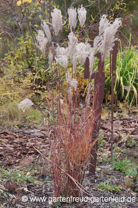 Miscanthus sinensis 'Ferner Osten' – Silber-Chinaschilf 'Ferner Osten', Herbst