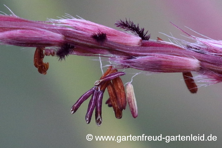 Miscanthus sinensis 'Pünktchen' – Silber-Chinaschilf, Blüten