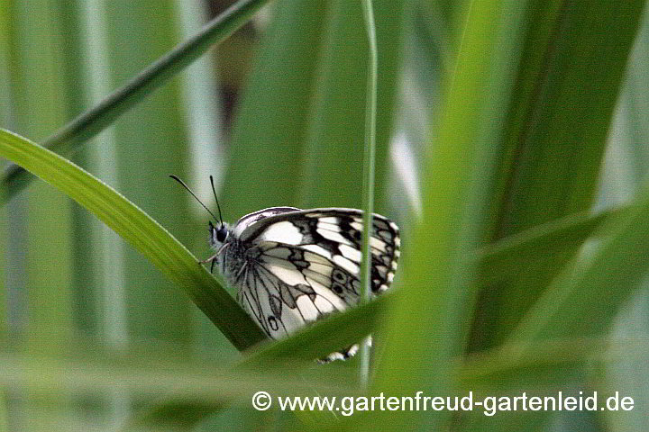 Schachbrett in Miscanthus – Chinaschilf