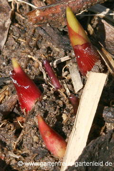 Miscanthus x giganteus – Austrieb