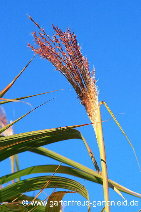 Miscanthus x giganteus – Riesen-Chinaschilf