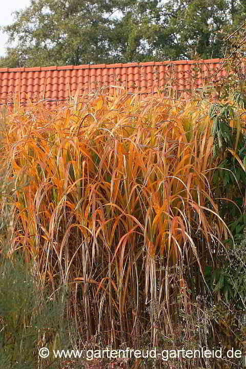 Miscanthus x giganteus – Riesen-Chinaschilf