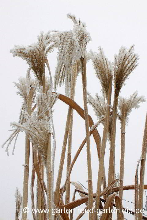 Miscanthus x giganteus – Riesen-Chinaschilf