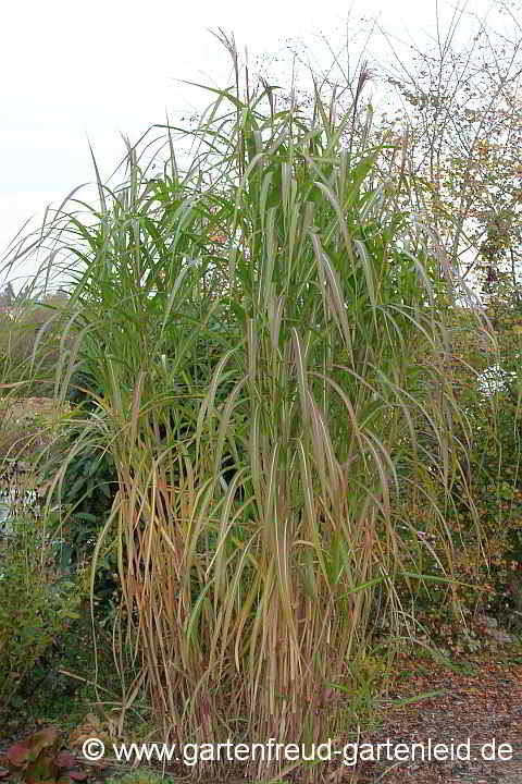 Miscanthus x giganteus – Riesen-Chinaschilf