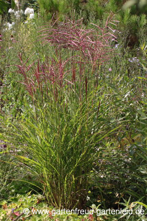 Miscanthus sinensis 'Ferner Osten' – Silber-Chinaschilf 'Ferner Osten'