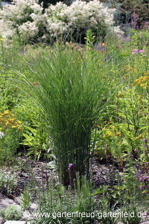 Miscanthus sinensis 'Gracillimus' – Silber-Chinaschilf 'Gracillimus', Eulaliagras