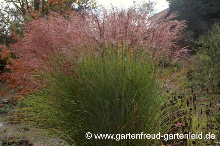 Miscanthus sinensis 'Gracillimus' – Silber-Chinaschilf 'Gracillimus', Eulaliagras