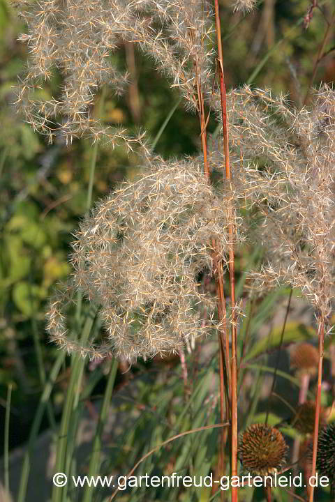 Miscanthus sinensis 'Kleine Fontäne' – Silber-Chinaschilf, Samenstände