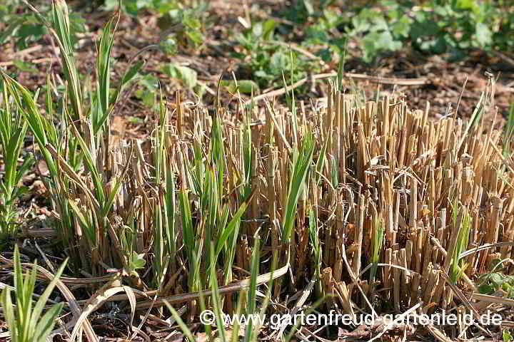 Miscanthus sinensis – Silber-Chinaschilf, Austrieb