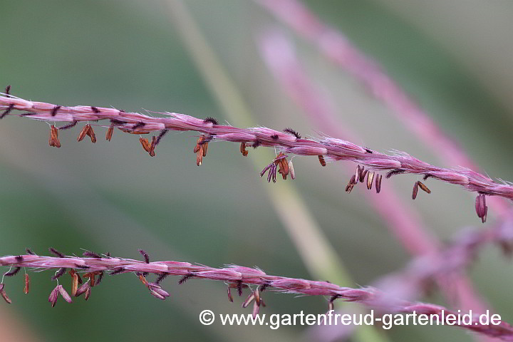 Miscanthus sinensis 'Pünktchen' – Silber-Chinaschilf, Blüten