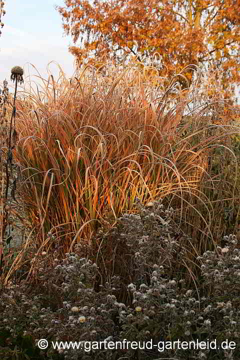 Miscanthus sinensis 'Pünktchen' – Silber-Chinaschilf