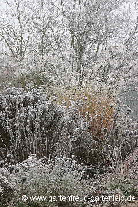 Miscanthus sinensis 'Pünktchen' mit Raureif