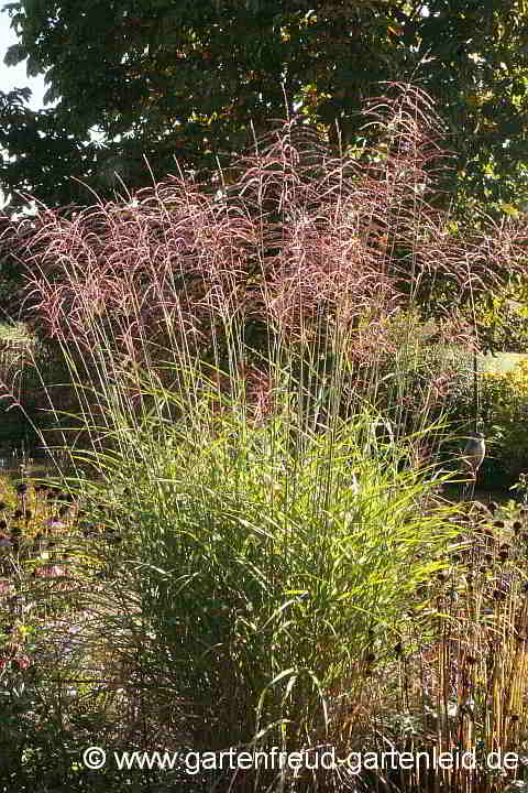 Miscanthus sinensis 'Pünktchen' – Silber-Chinaschilf