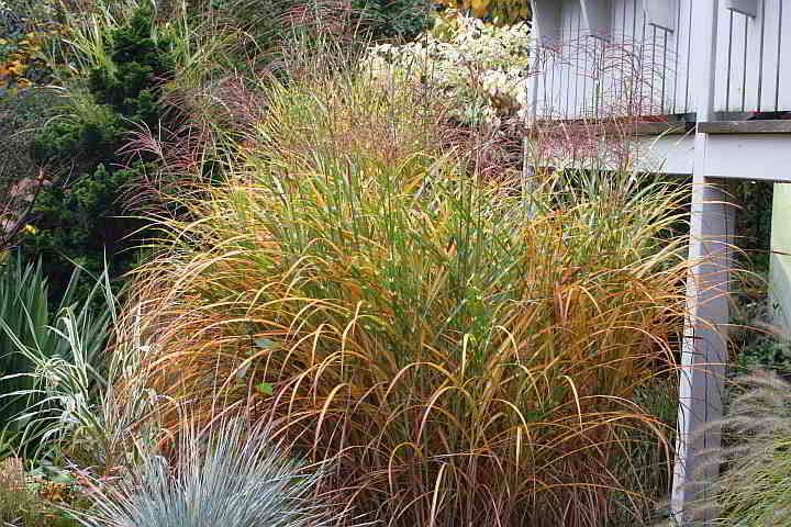 Miscanthus sinensis 'Zebrinus' – Silber-Chinaschilf