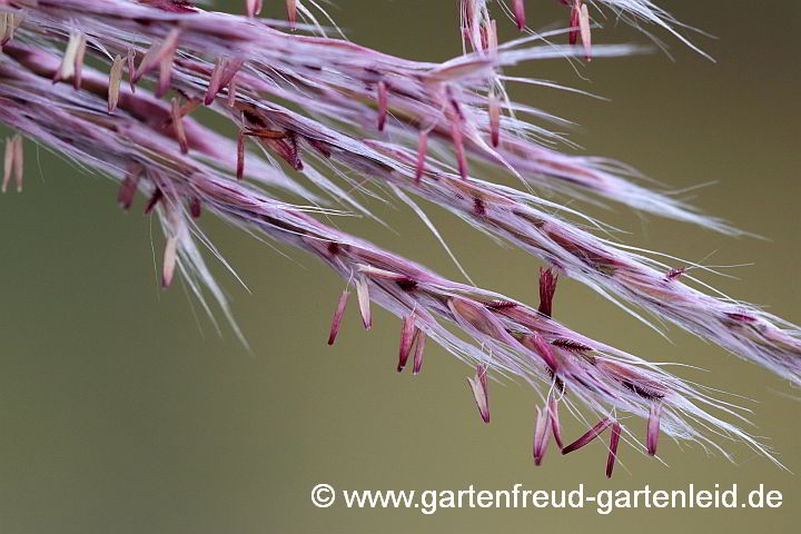 Miscanthus x giganteus – Riesen-Chinaschilf, Blüten