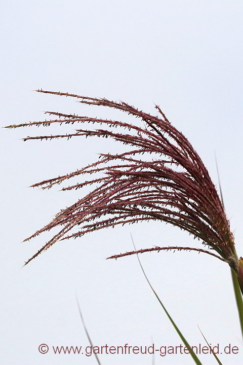 Miscanthus x giganteus – Riesen-Chinaschilf, Blütenstände