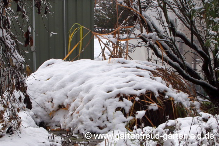 Miscanthus x giganteus – vom Schnee niedergedrückt