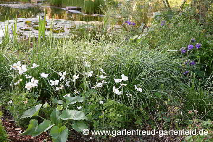 Sesleria heufleriana zwischen Anemonen und Teich